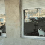 Kedi – Isztambul macskái