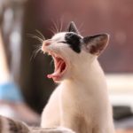 Macskakommunikáció – ismerd fel cicád hang- és testjeleit!