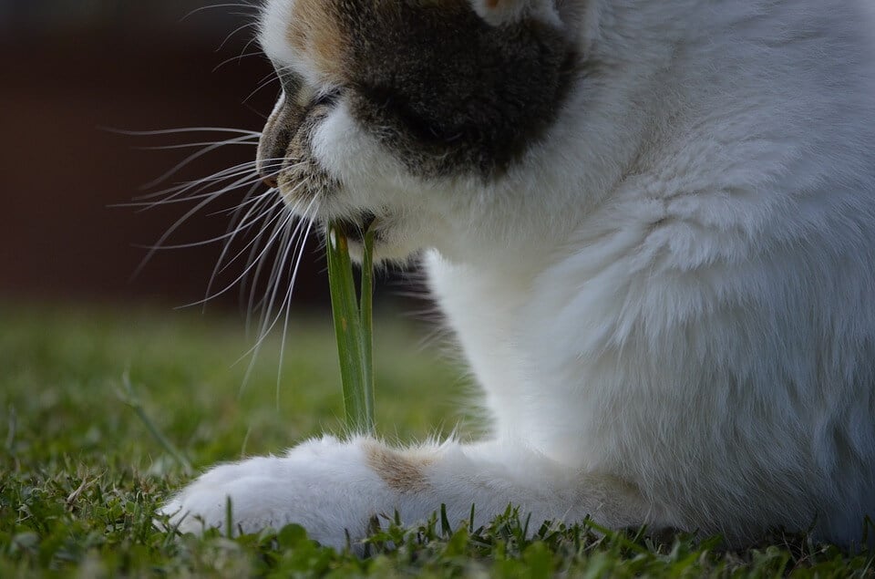 Macskafű a cicámnak – miért eszik a cica füvet?