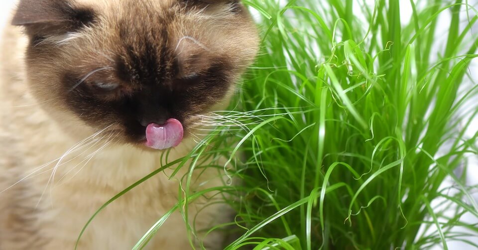 Macskafű a cicámnak – miért eszik a cica füvet?