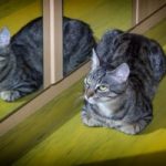 Cica és tükörképe – mit kell tenni, ha nehezen szokja meg