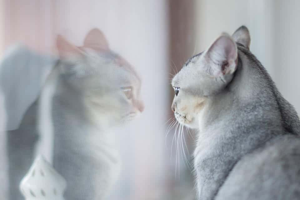 Cica és tükörképe