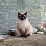 Macskafajták – sziámi macska