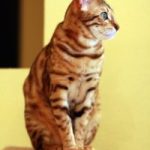 Macskafajták – bengáli macska