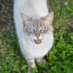 Neked miaúzok! – macskák figyelemfelhívó viselkedése