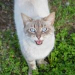 Neked miaúzok! – macskák figyelemfelhívó viselkedése