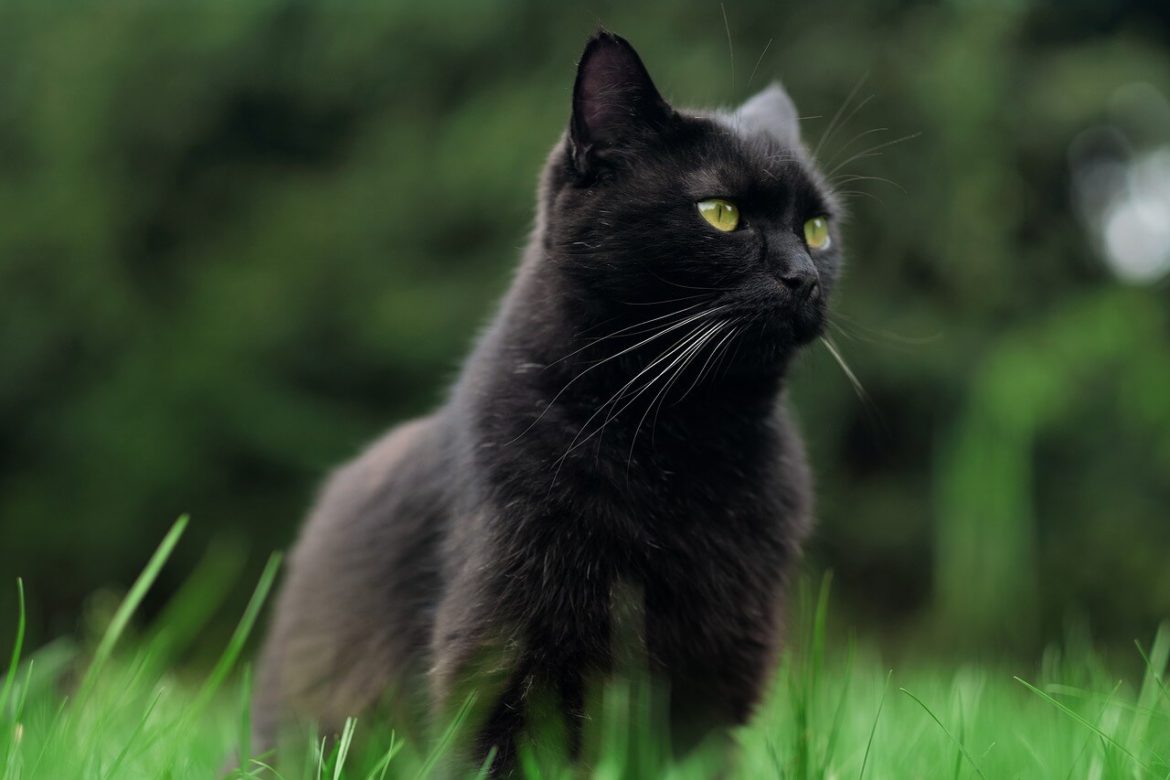 Fekete macska nevek