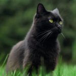 Fekete macska nevek, fekete cica nevek