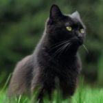 Fekete macska nevek, fekete cica nevek