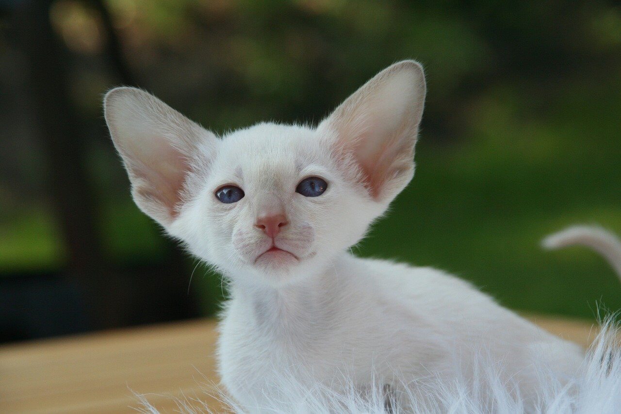 Fehér macska nevek, fehér cica nevek