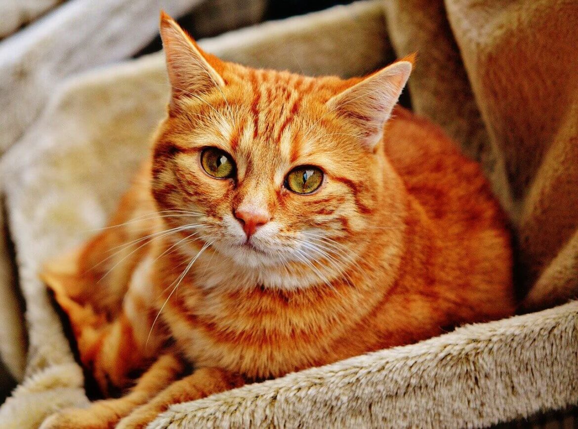 Narancssárga macskanevek