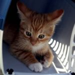 Cica szállítás, hogyan vigyünk cicát állatorvoshoz?