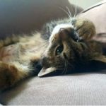 Macskapocak – a legrejtélyesebb testrész