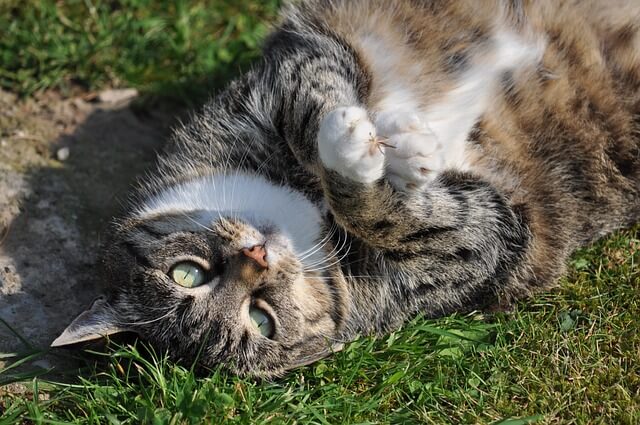 Macskapocak – a legrejtélyesebb testrész
