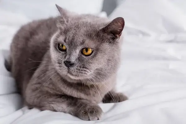 Kit tekint a macska gazdájának?