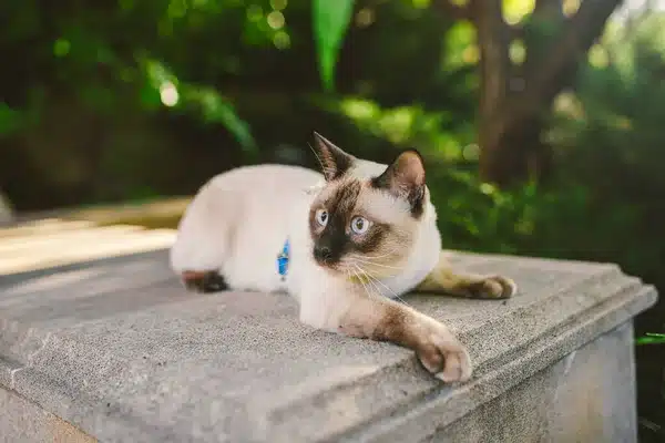Miért szeretnek a macskák magas helyeken lenni? Az ösztönök nyomában
