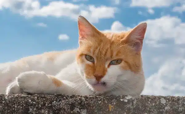 Miért viselkednek így a macskák? Tudományos okok aranyos szokásaik mögött