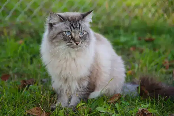 Macskaszőr-allergia: hogyan élhettek együtt gond nélkül?