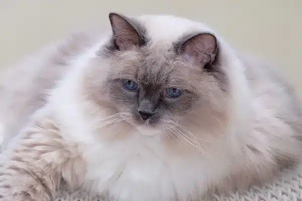 10 macskafajta, amelyek tökéletesek lakásban élő gazdiknak