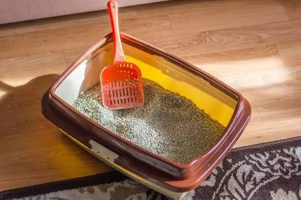 Így lehet mindig tiszta a macskaalom – hasznos mindennapi tippek