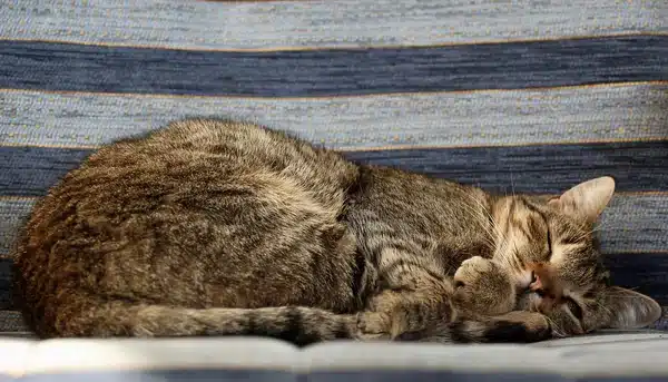 Miért alszanak a macskák ilyen sokat? A pihenés titkai és okai